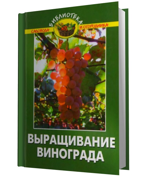 Выращивание винограда