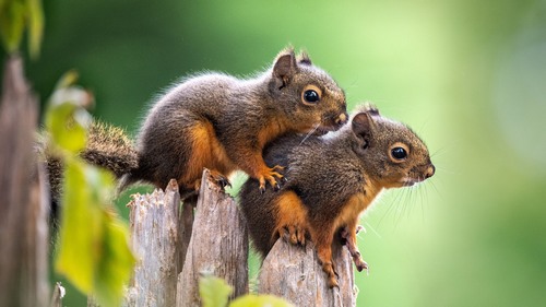 Computer Desktop Wallpap…Collection. www.cwer.ru