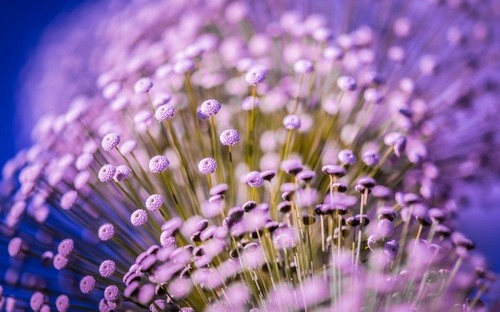 Computer Desktop Wallpapers Collection. www.cwer.ru