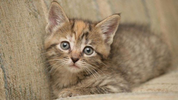 Best Mixed Wallpapers Pack #451-452