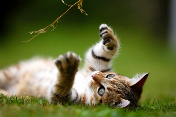 New Mixed HD Wallpapers Pack 176