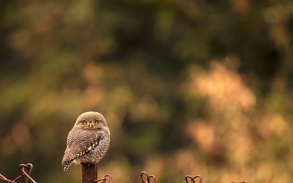 Best Mixed Wallpapers Pack #341-342