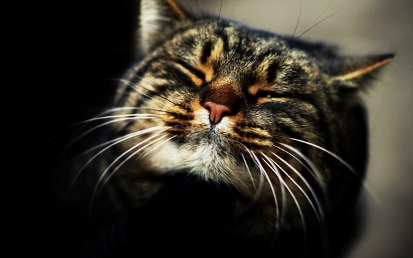 Best Mixed Wallpapers Pack #435-436