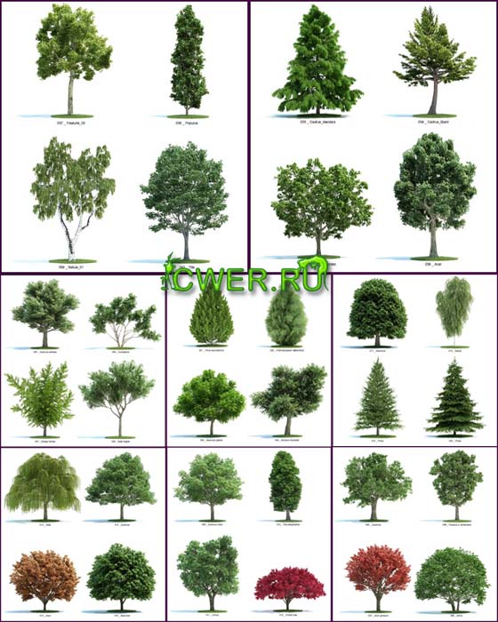 Realistic Trees & Plants 3D Models