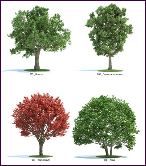 Realistic Trees & Plants 3D Models